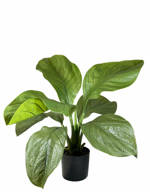 planta hoja gigante d,lirio 60x45 cm