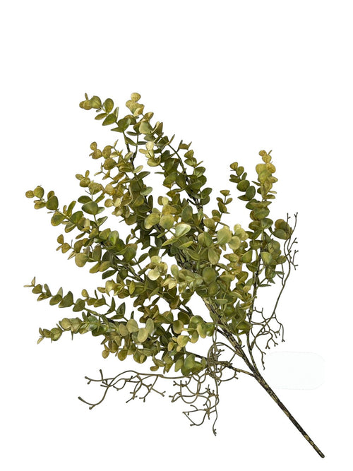 Ramito eucalipto grande raiz 55 cm