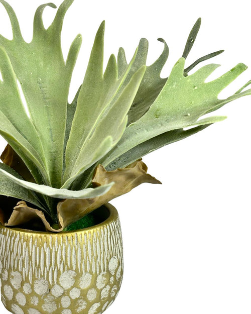 Planta de cuerno penca 35x12cm