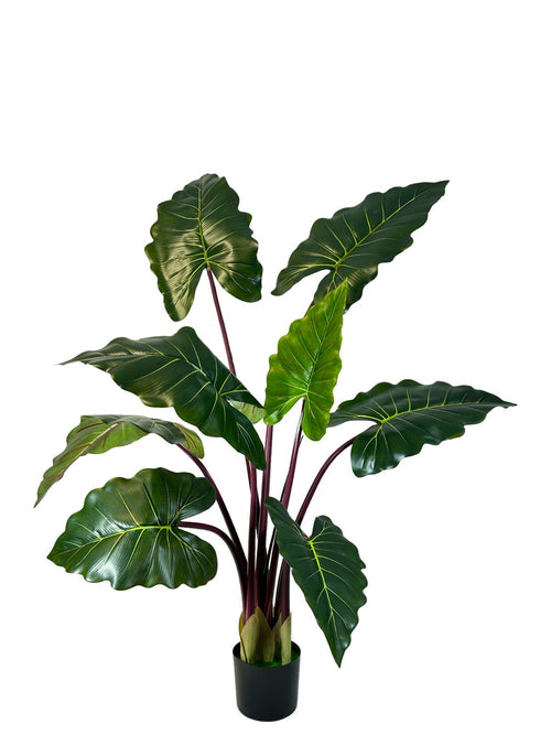 planta hojas oreja elefante grande 1.35 cm