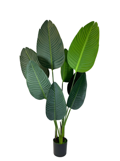 planta platano silvestre alta 115x50 cm