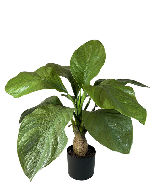 planta hoja gigante panduranta hojas 75x45 cm