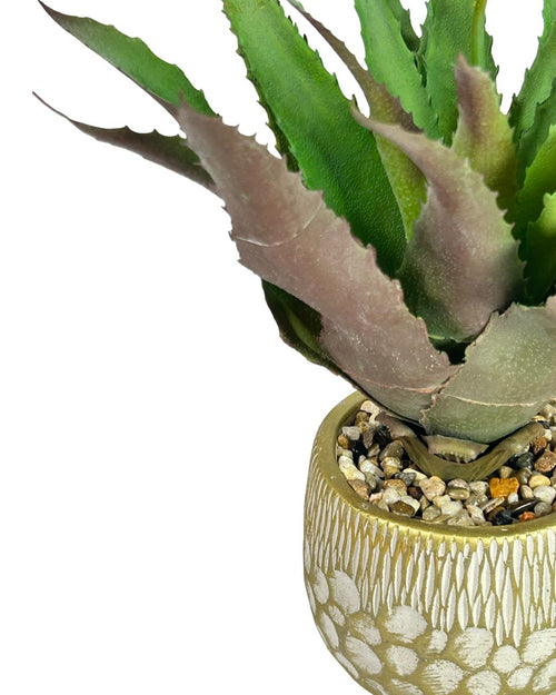 Planta mediana penca sábila  35 x 12cm