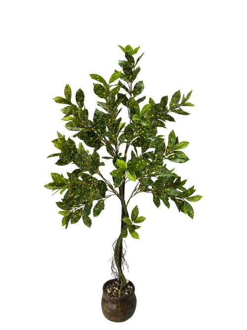 planta crotto asiatica alta 1.20 cm