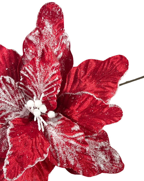 ponsetia roja snow 40 dm