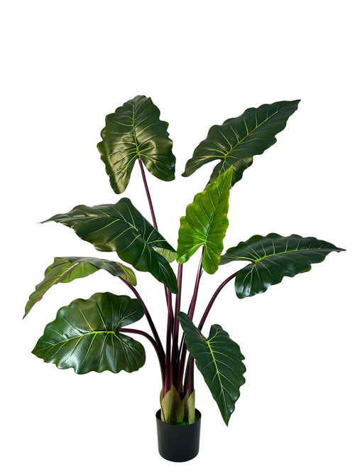 planta hojas oreja elefante grande 1.60 cm