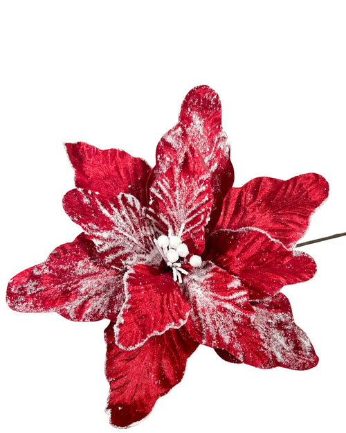 ponsetia roja snow 40 dm