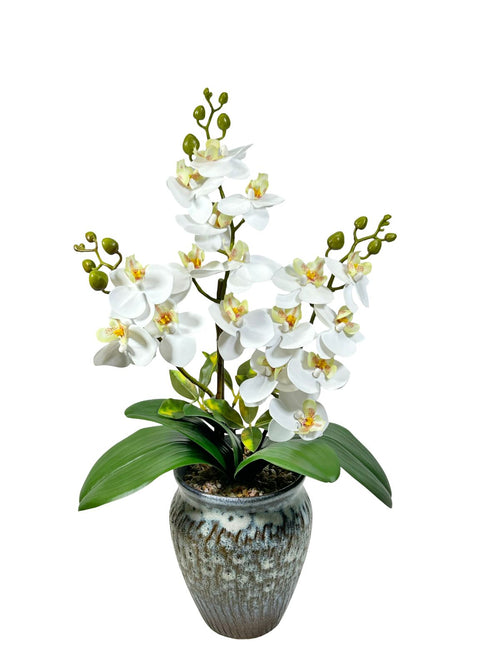 Mata de orquideas catleya 48 cm