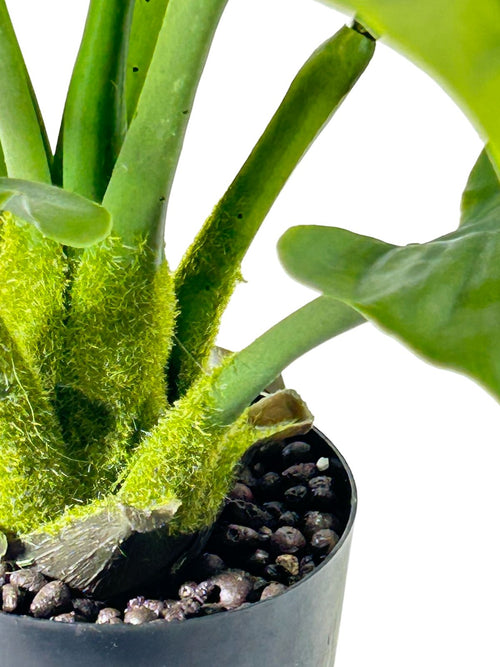 planta hoja de banana 50x30 cm