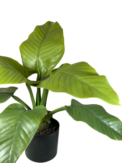 planta hoja de banana  50x30 cm