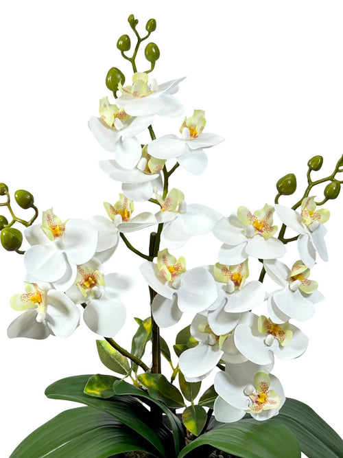 Mata de orquideas catleya 48 cm
