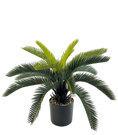 planta palma con tallo mediana 50x25 cm