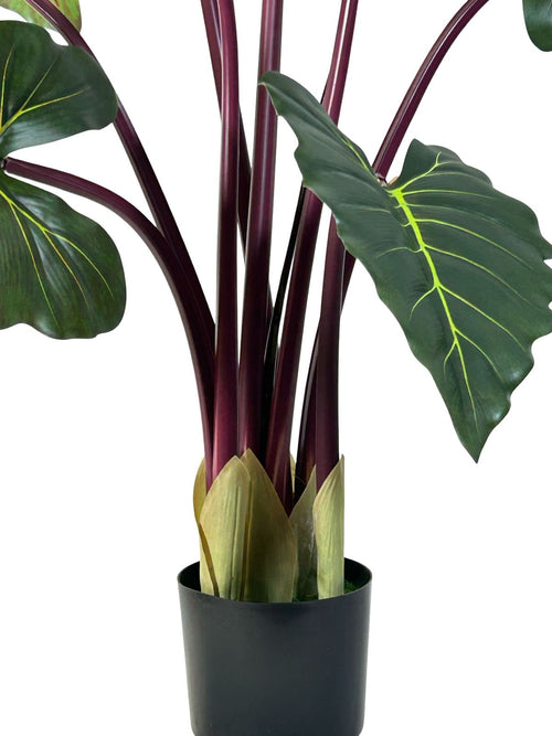 planta hojas oreja elefante grande 1.35 cm