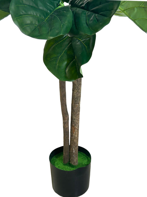 planta gigante panduranta verde 1.80