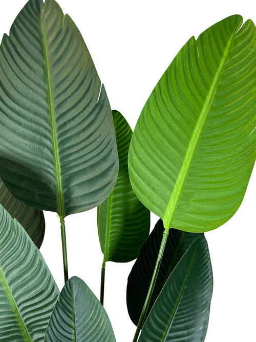 planta platano silvestre alta 115x50 cm