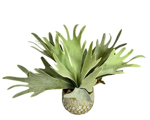 Planta de cuerno penca 35x12cm