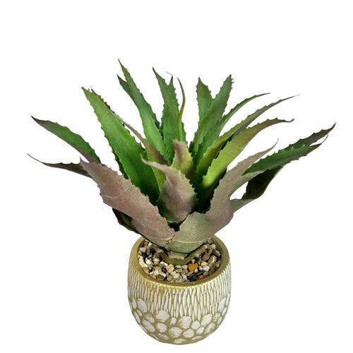 Planta mediana penca sábila  35 x 12cm