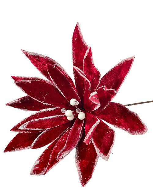 ponsetia real roja petalos 35dm