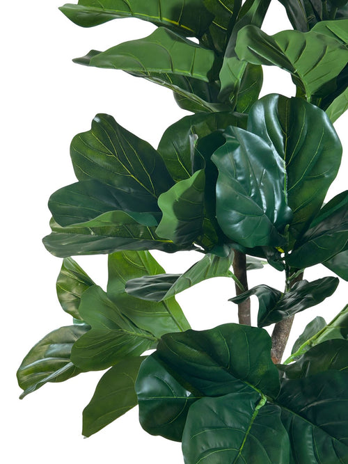 planta gigante panduranta verde 1.80