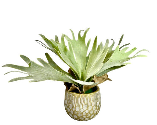 Planta de cuerno penca 35x12cm