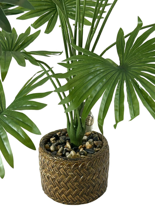 planta palma abanico verde 1 metro