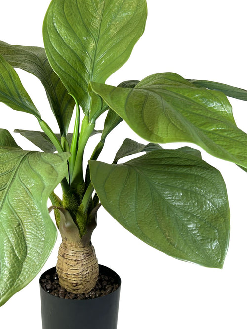 planta hoja gigante panduranta hojas 75x45 cm