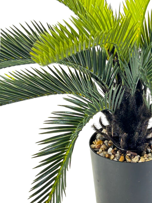 planta palma con tallo mediana 50x25 cm