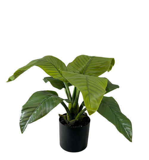 planta hoja de banana 50x30 cm