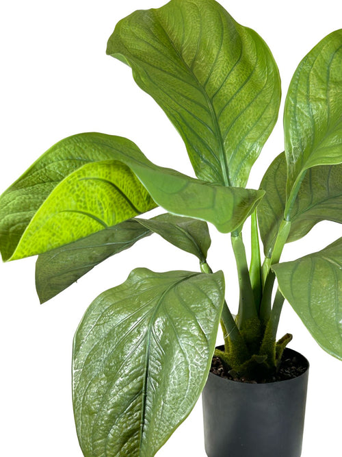 planta hoja gigante d,lirio 60x45 cm