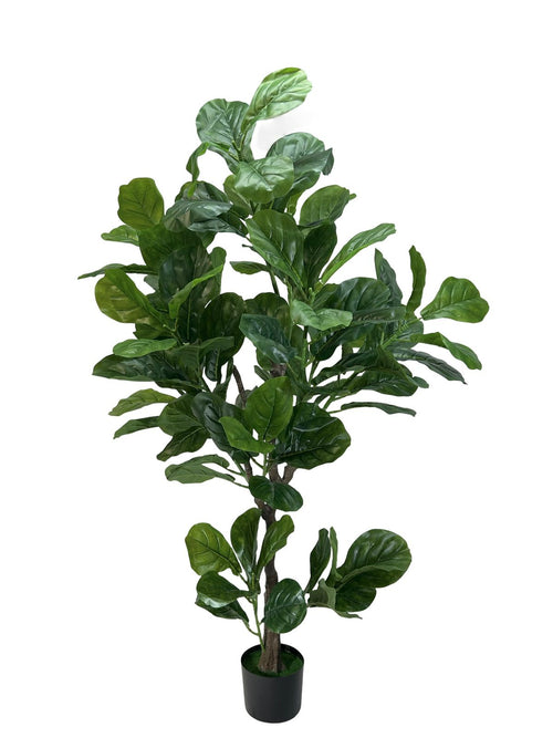 planta panduranta 1.40x60 cm