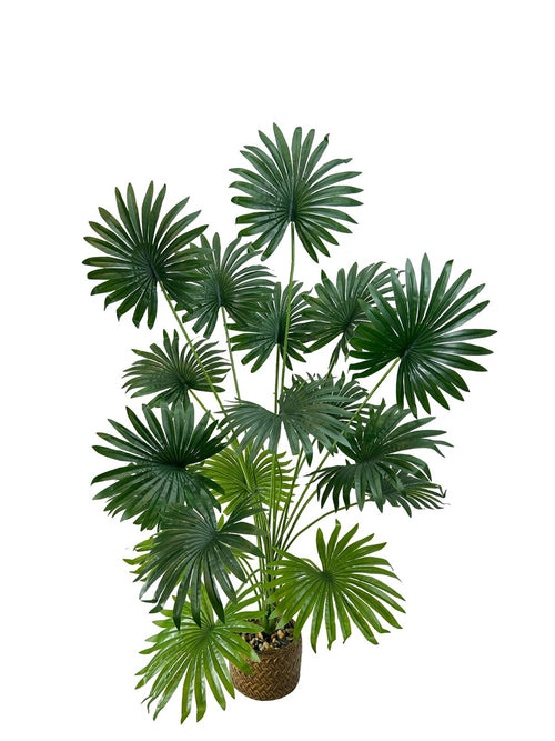 planta palma abanico verde 1 metro