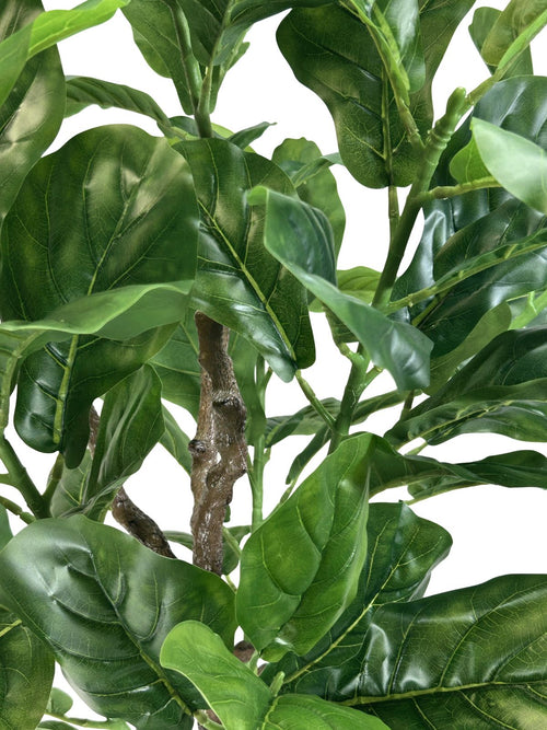 planta panduranta 1.40x60 cm