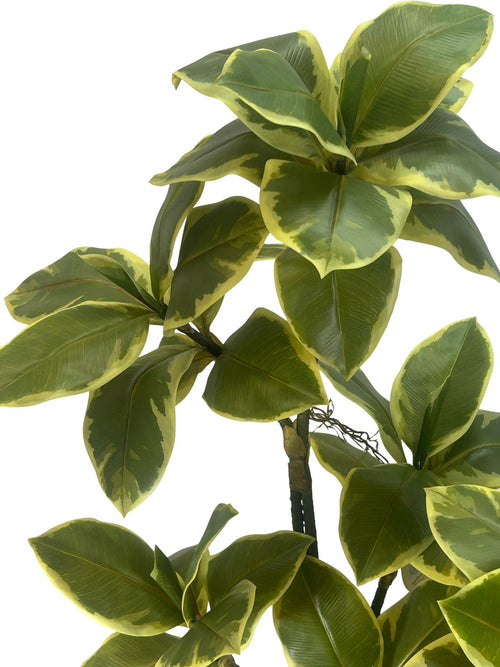 planta grande fina caucho 95cm