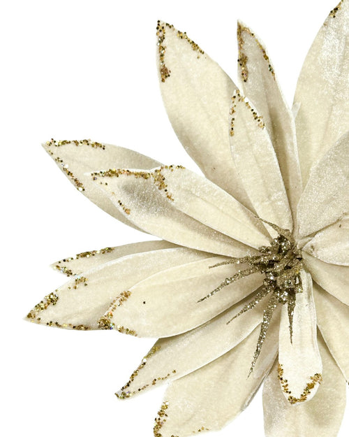 ponsetia real beige petalos 35 dm
