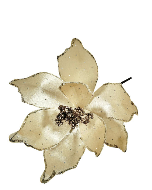 ponsetia beige velvet chispas 27 dm