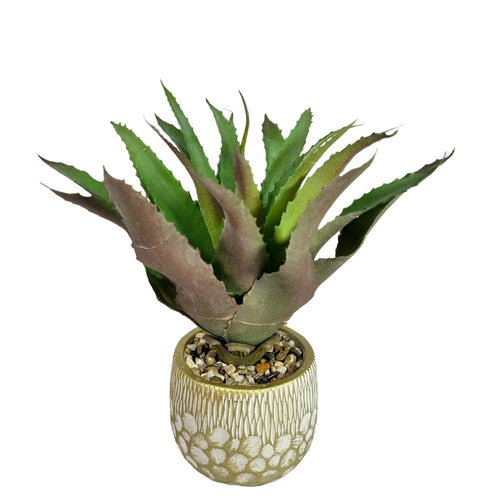 Planta mediana penca sábila  35 x 12cm