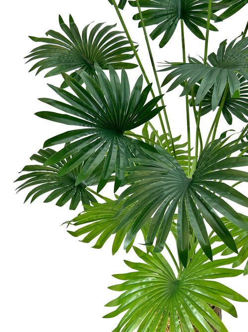 planta palma abanico verde 1 metro