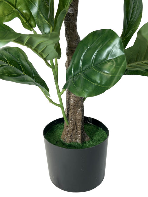 planta panduranta 1.40x60 cm