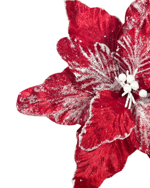 ponsetia roja snow 40 dm