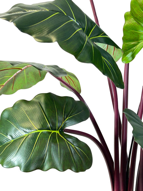 planta hojas oreja elefante grande 1.60 cm