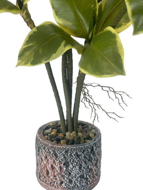 planta grande fina caucho 95cm