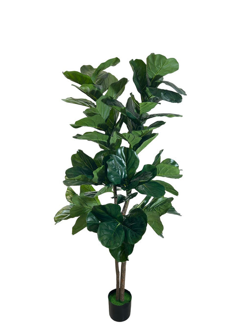 planta gigante panduranta verde 1.80