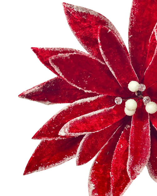 ponsetia real roja petalos 35dm