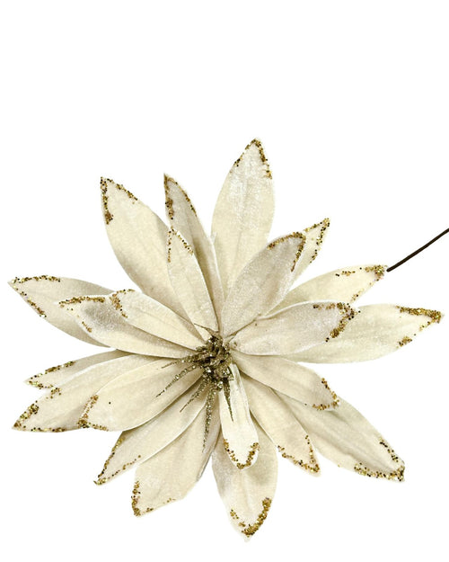 ponsetia real beige petalos 35 dm